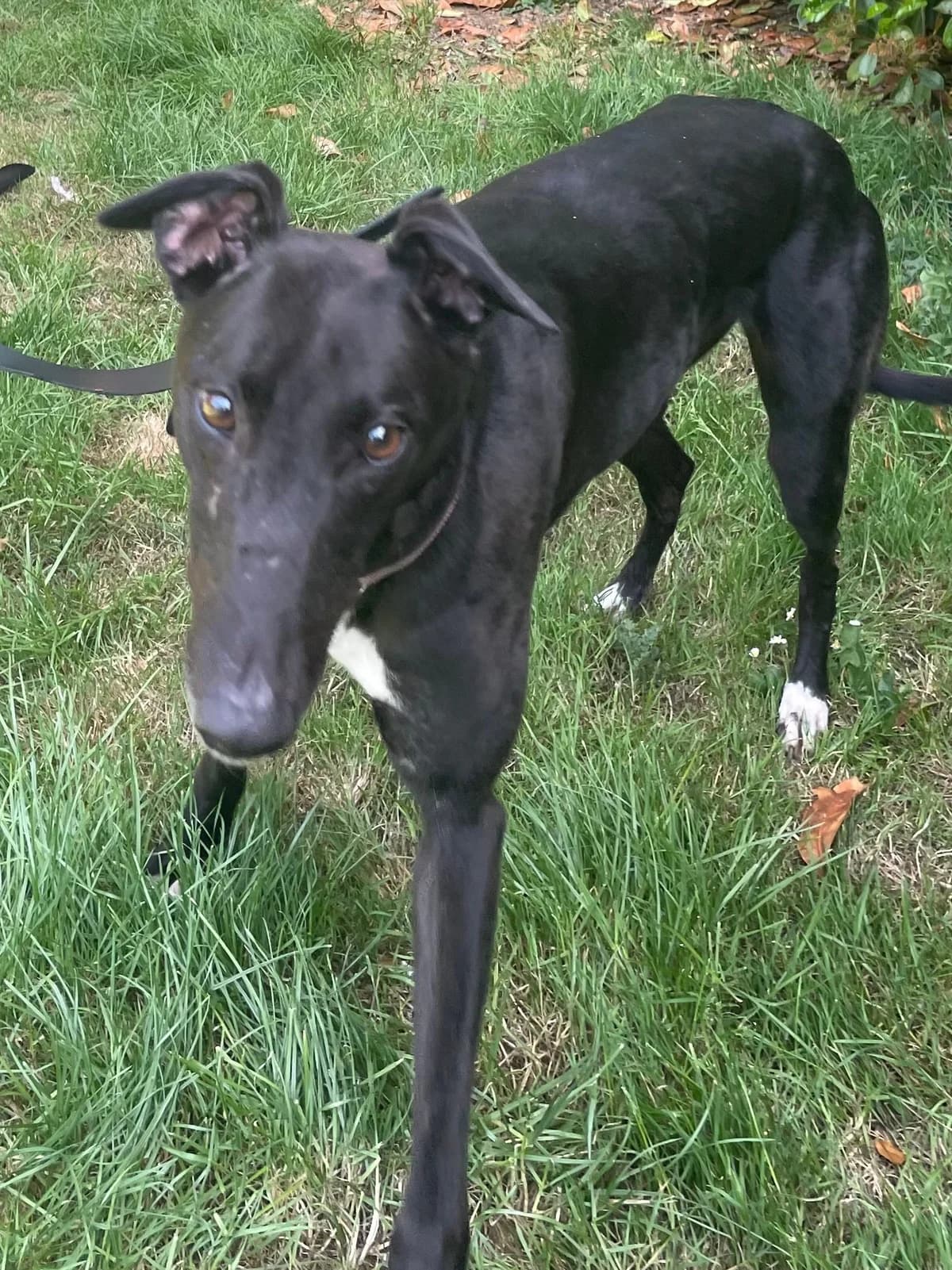 Bella, female 5yo Greyhound for adoption at DunRunnin Rehoming Kennels