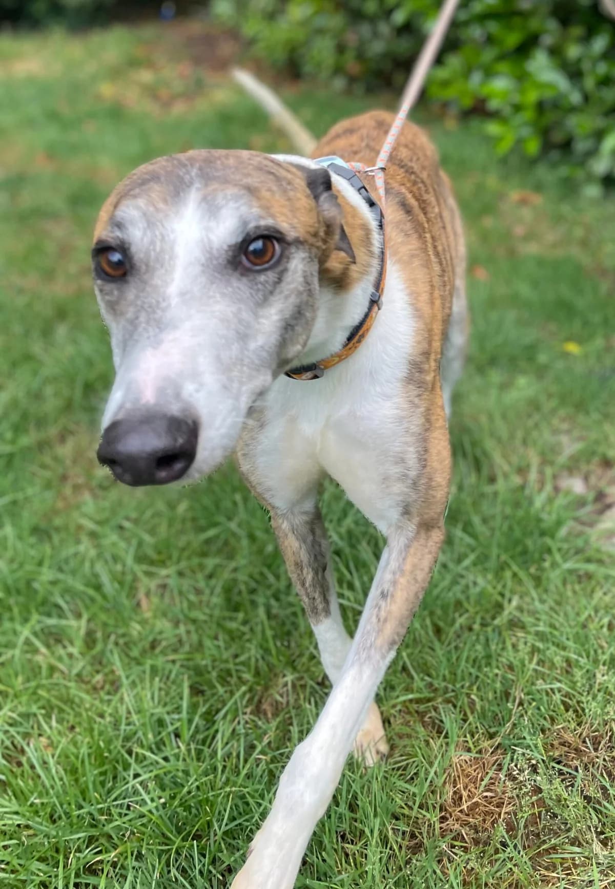 Conor, male 6yo Greyhound for adoption at DunRunnin Rehoming Kennels