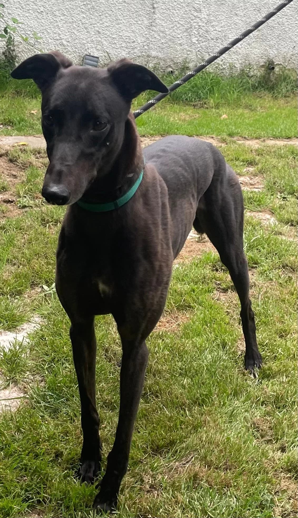 Moe, male 5yo Greyhound for adoption at DunRunnin Rehoming Kennels