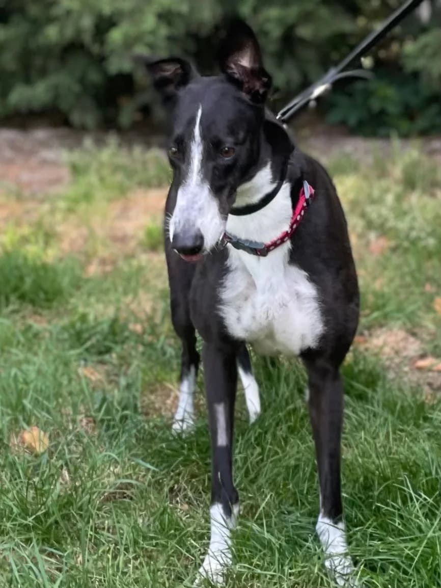 Zoe, female 3yo Greyhound for adoption at DunRunnin Rehoming Kennels