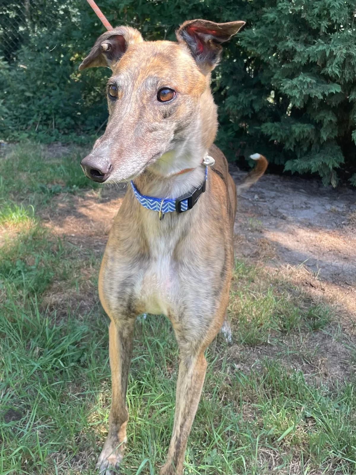 Conker, male 4yo Greyhound for adoption at DunRunnin Rehoming Kennels