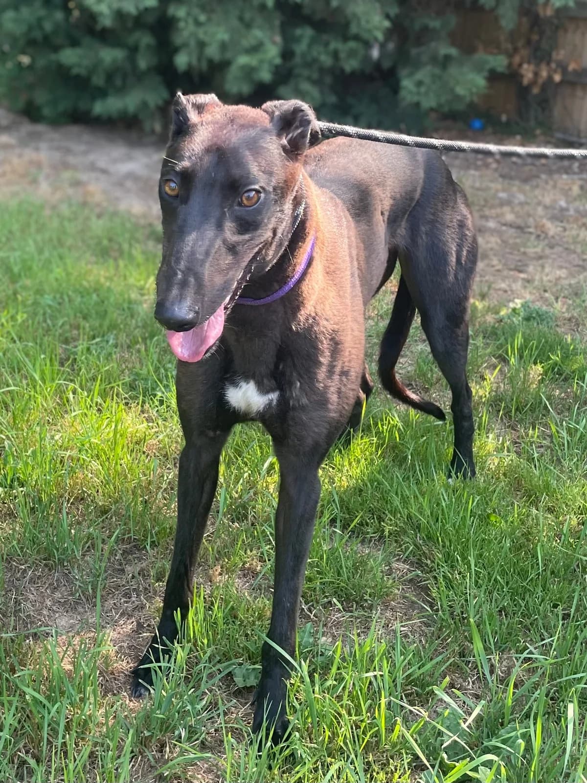 Boris, male young Greyhound for adoption at DunRunnin Rehoming Kennels