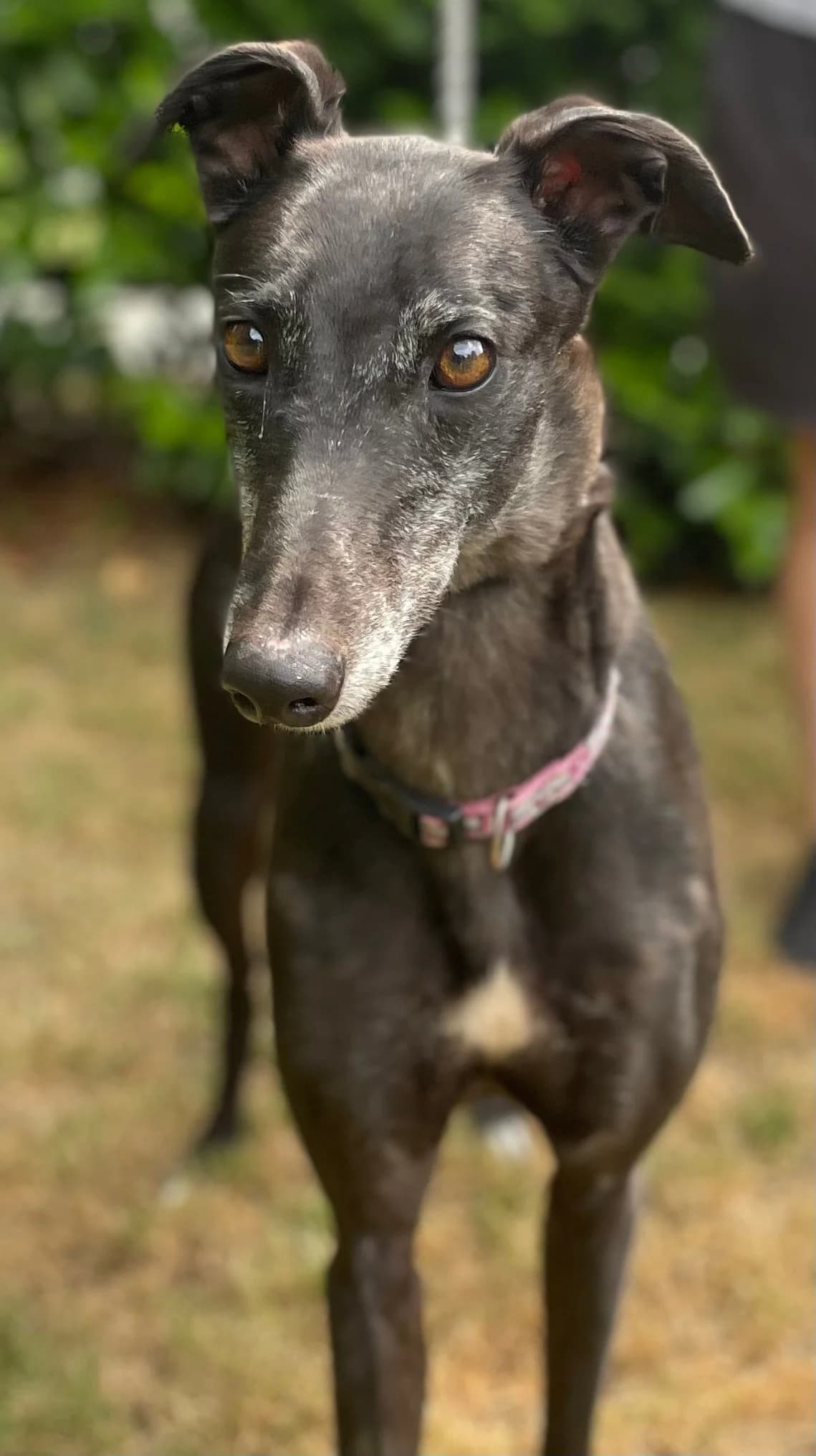 Frankie, female 5yo Greyhound for adoption at DunRunnin Rehoming Kennels