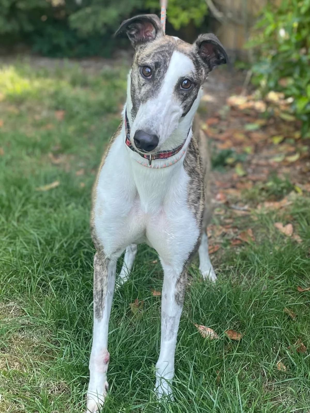 Soldier, male 3yo Greyhound for adoption at DunRunnin Rehoming Kennels