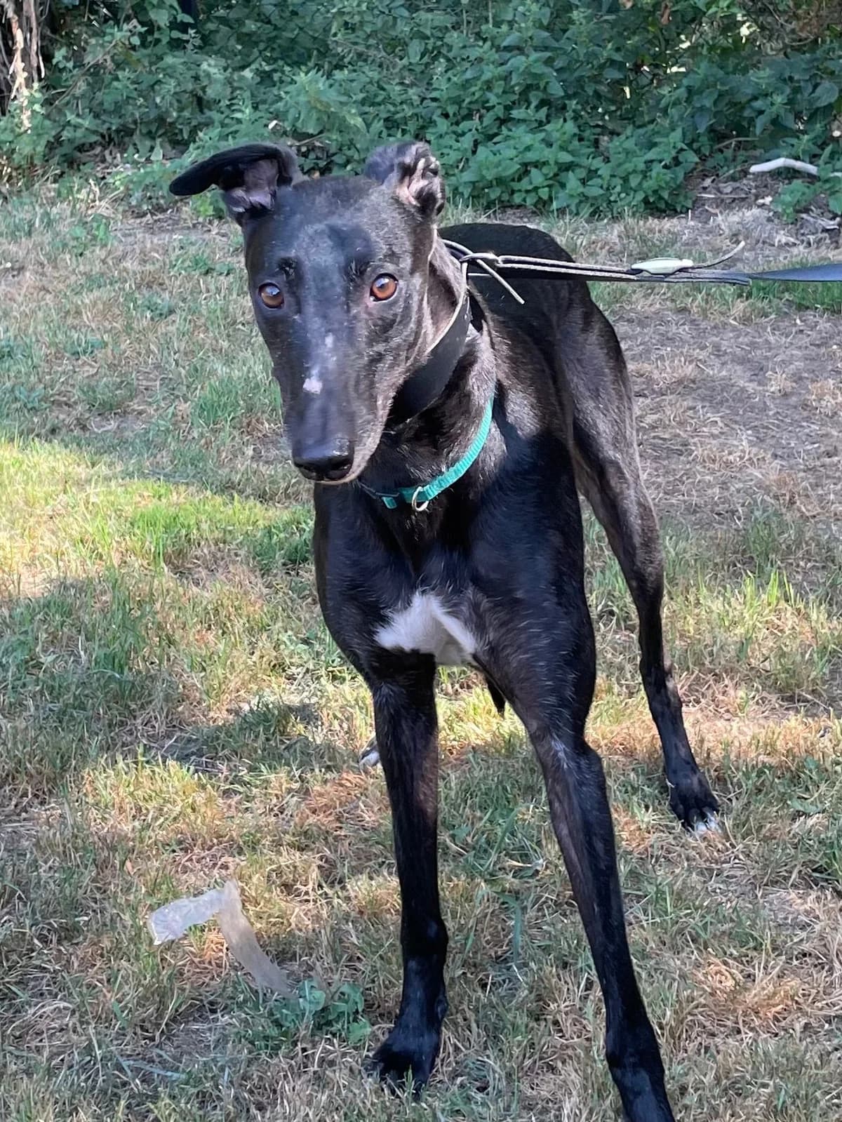 Velcro, male 7yo Greyhound for adoption at DunRunnin Rehoming Kennels