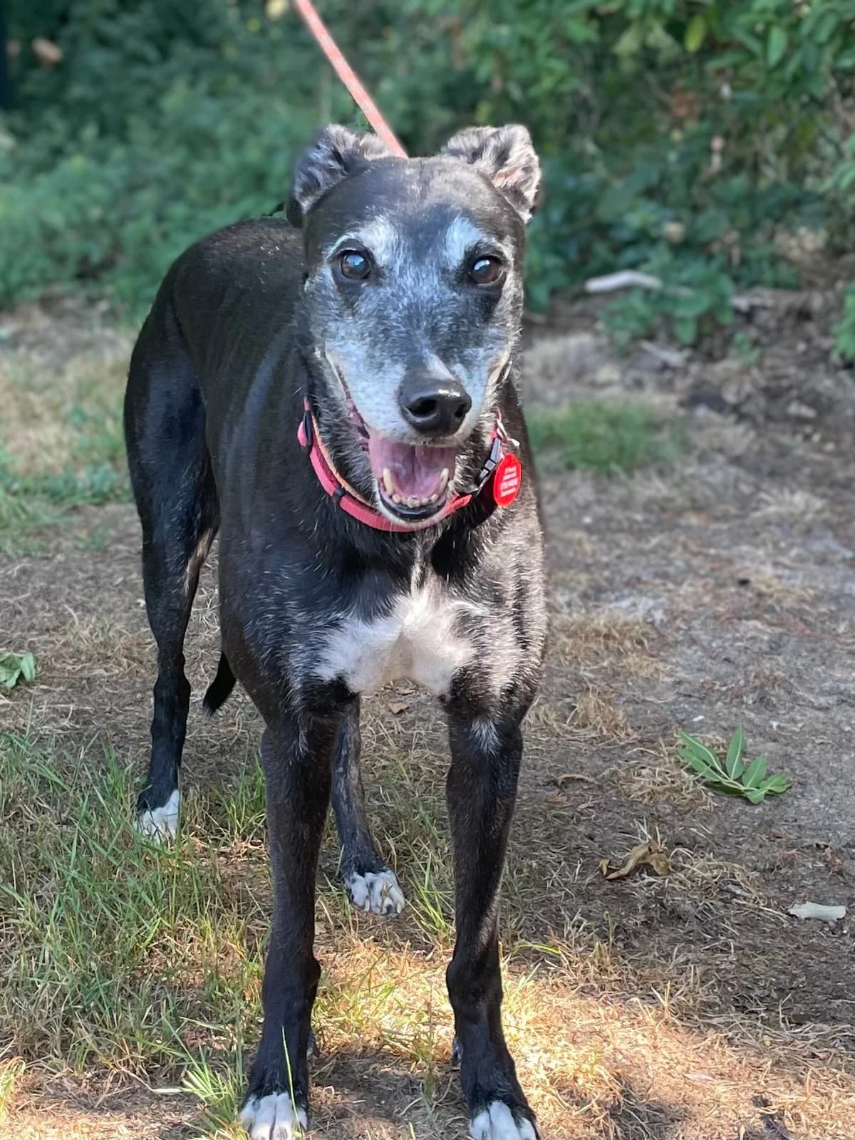 Millie, female senior Greyhound for adoption at DunRunnin Rehoming Kennels