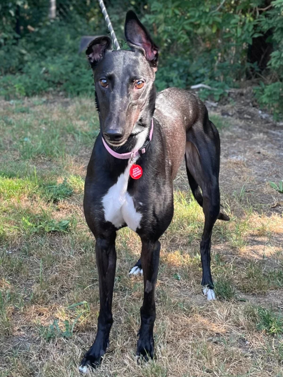 Moss, female 6yo Greyhound for adoption at DunRunnin Rehoming Kennels