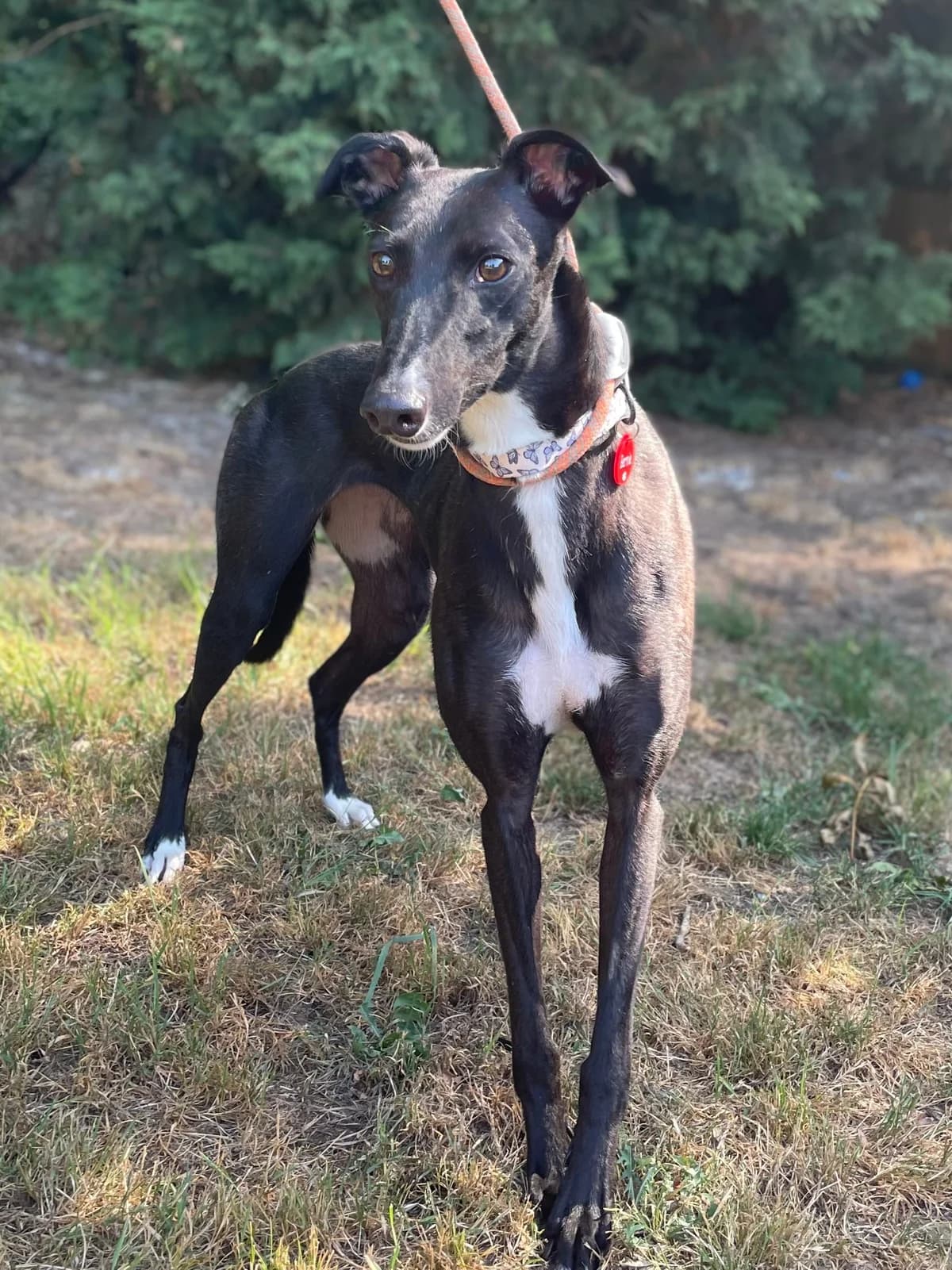 Bernie, female 4yo Greyhound for adoption at DunRunnin Rehoming Kennels