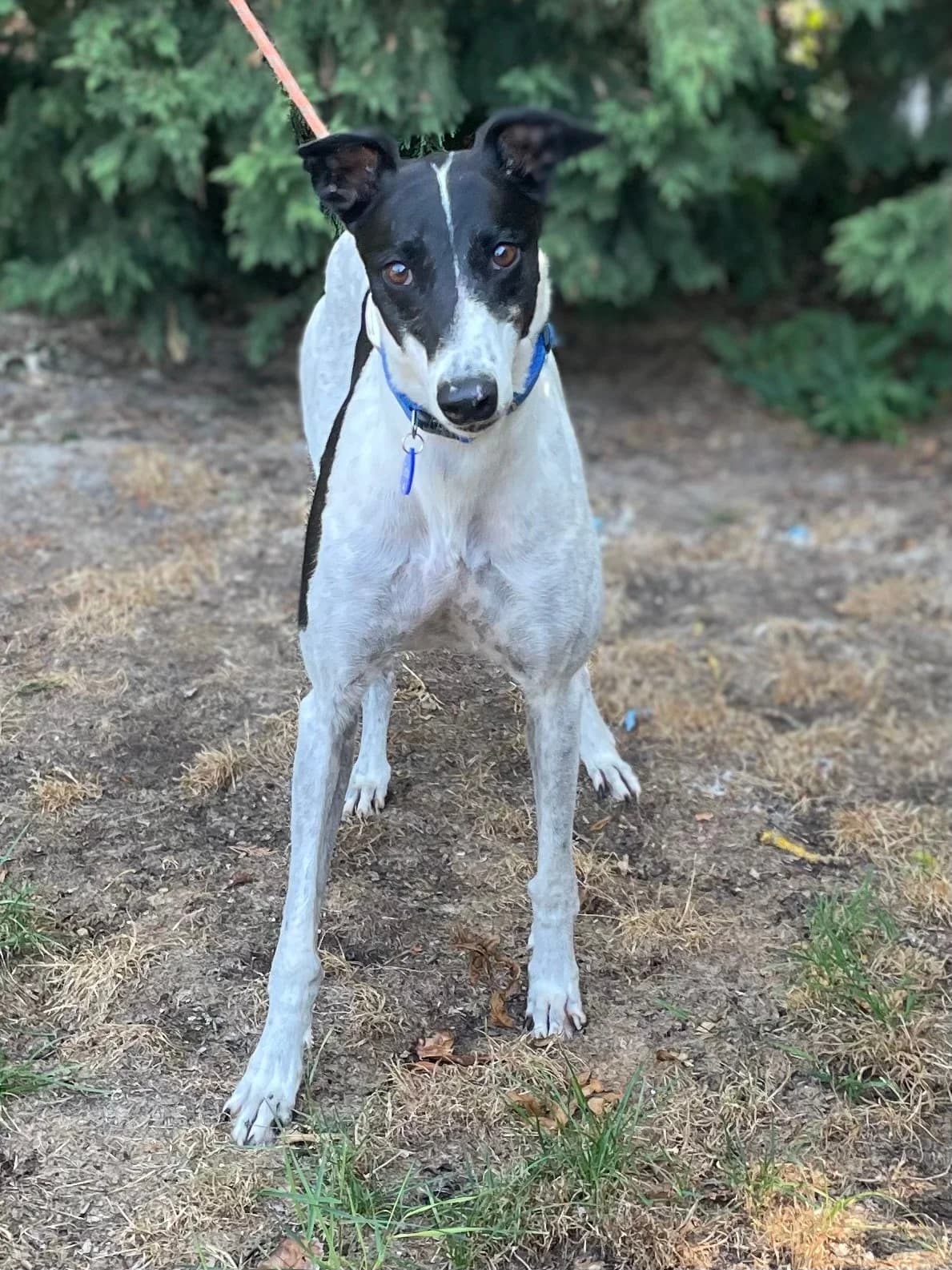 Justin, male 4yo Greyhound for adoption at DunRunnin Rehoming Kennels