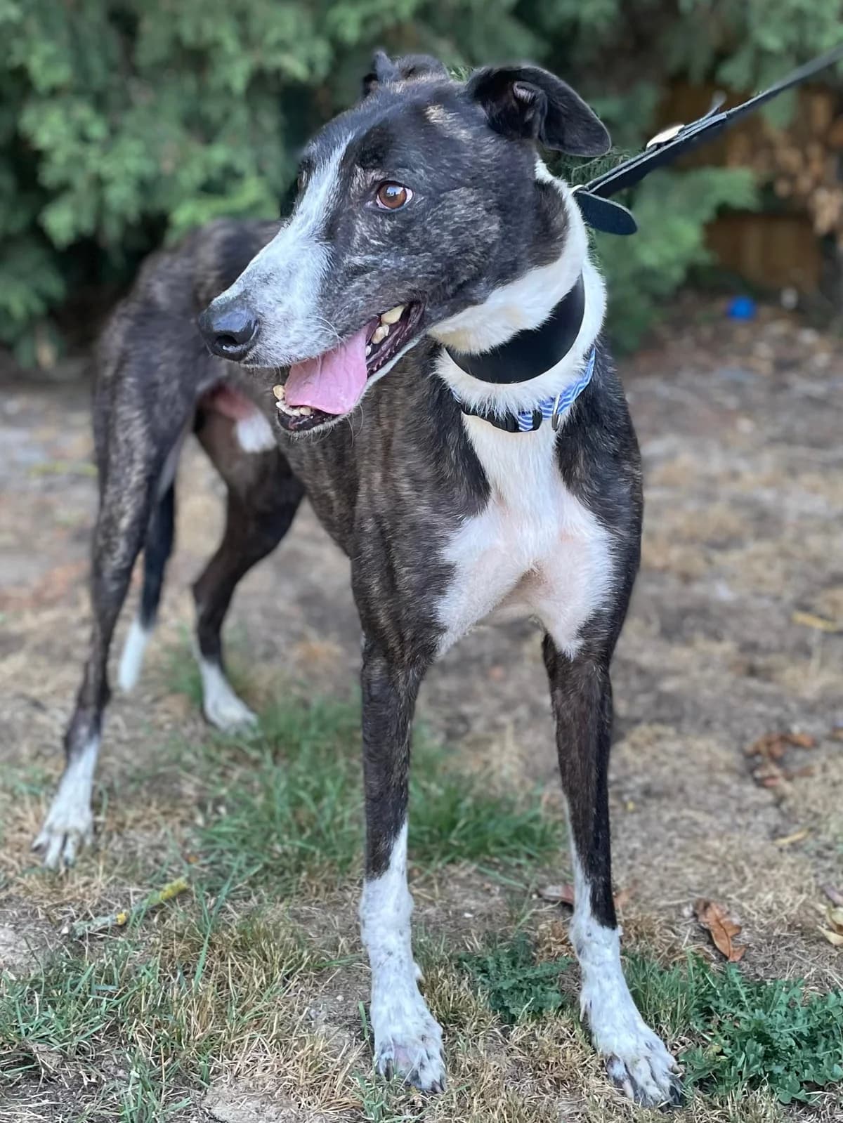 Kranky, male 5yo Greyhound for adoption at DunRunnin Rehoming Kennels