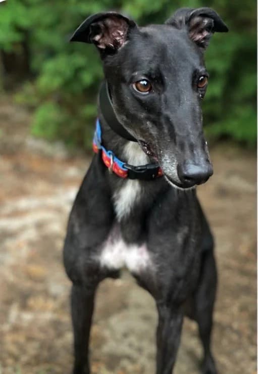 Presley, male 3yo Greyhound for adoption at DunRunnin Rehoming Kennels