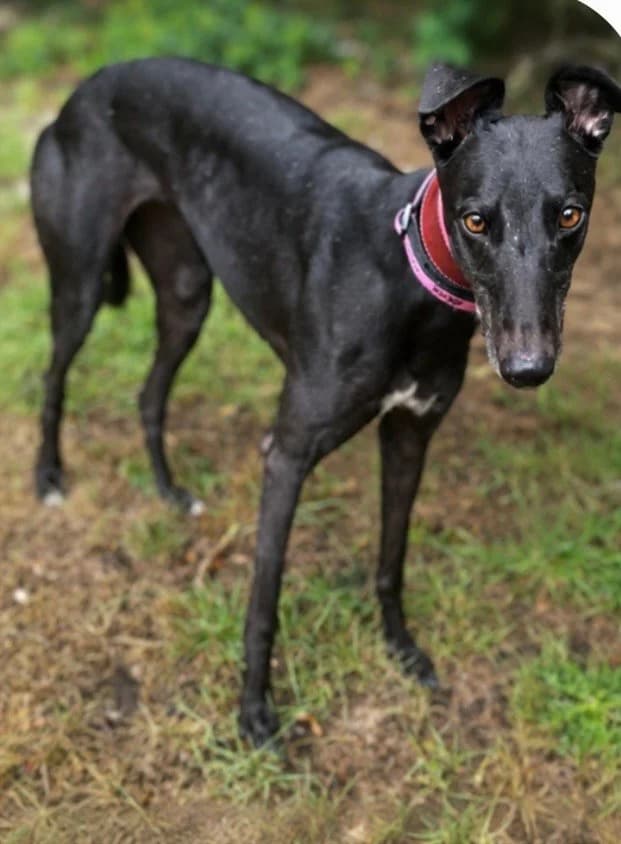 Freckles, female 3yo Greyhound for adoption at DunRunnin Rehoming Kennels