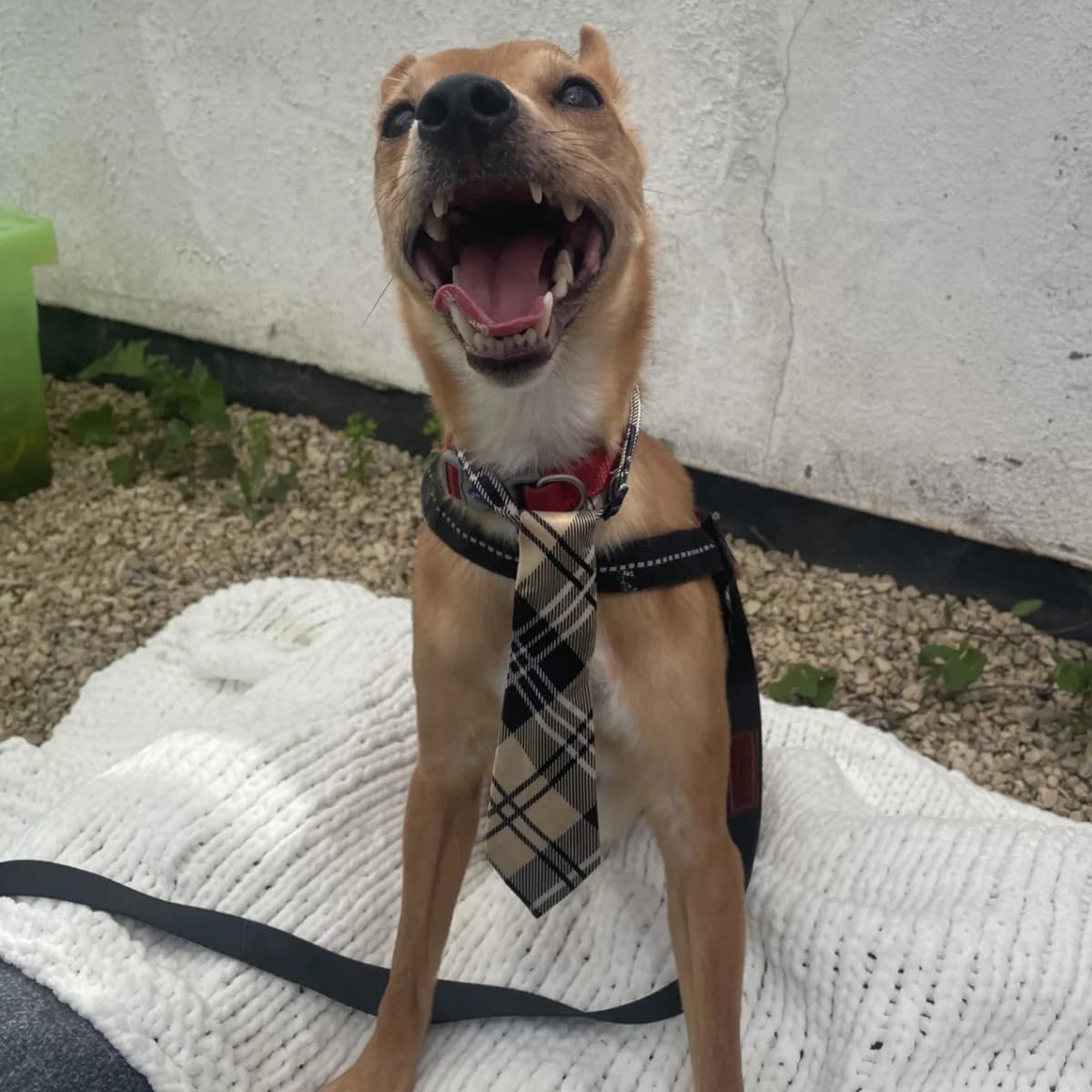 Bambi, male Mixed Breed for adoption at Durham Dogs and Cats