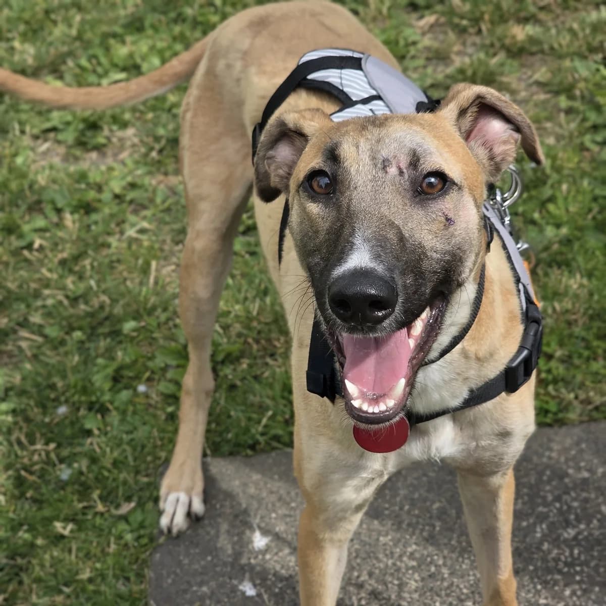 Charlie, male Mixed Breed for adoption at Durham Dogs and Cats