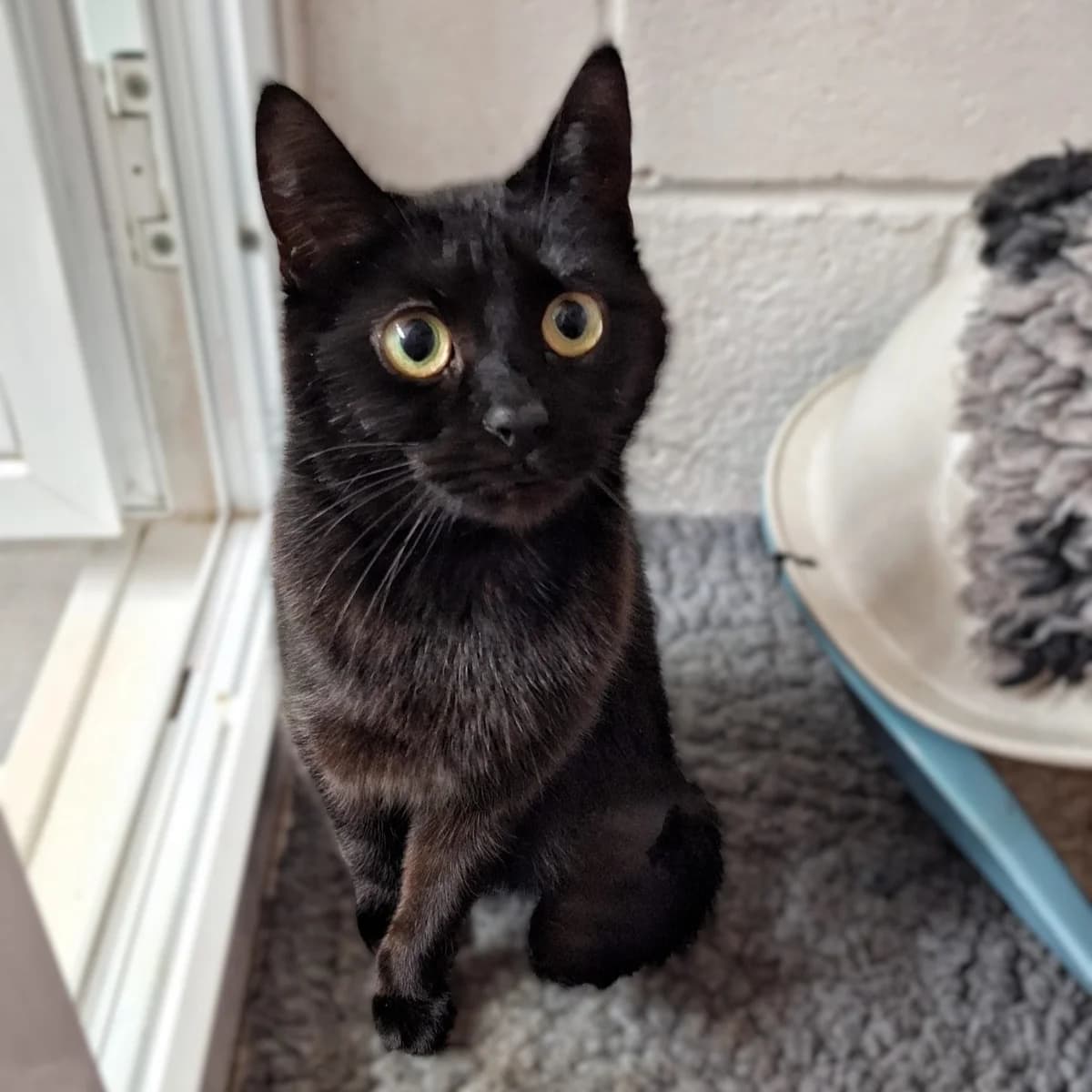 Evelyn, female Mixed Breed for adoption at Durham Dogs and Cats