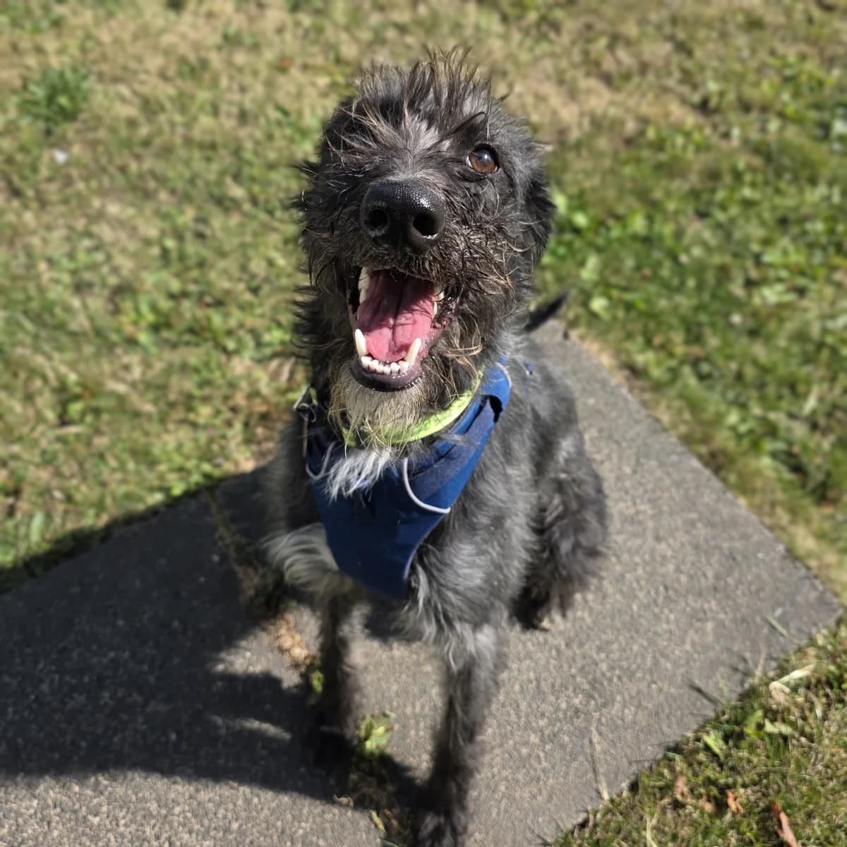 Fraggle, male Mixed Breed for adoption at Durham Dogs and Cats