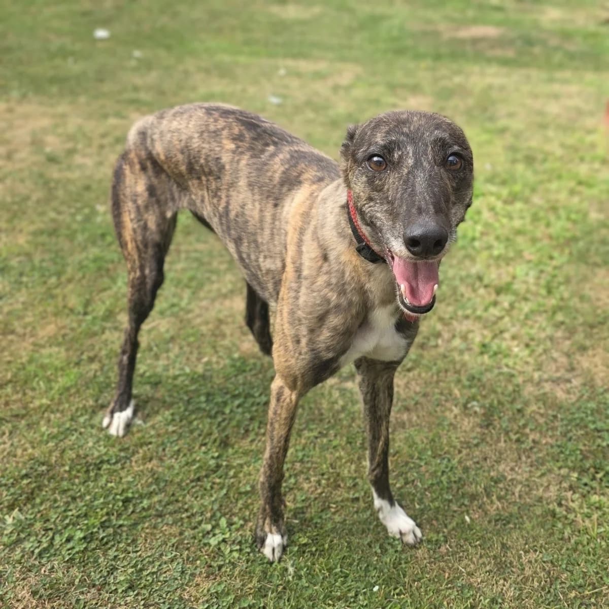 Ophelia, female Mixed Breed for adoption at Durham Dogs and Cats