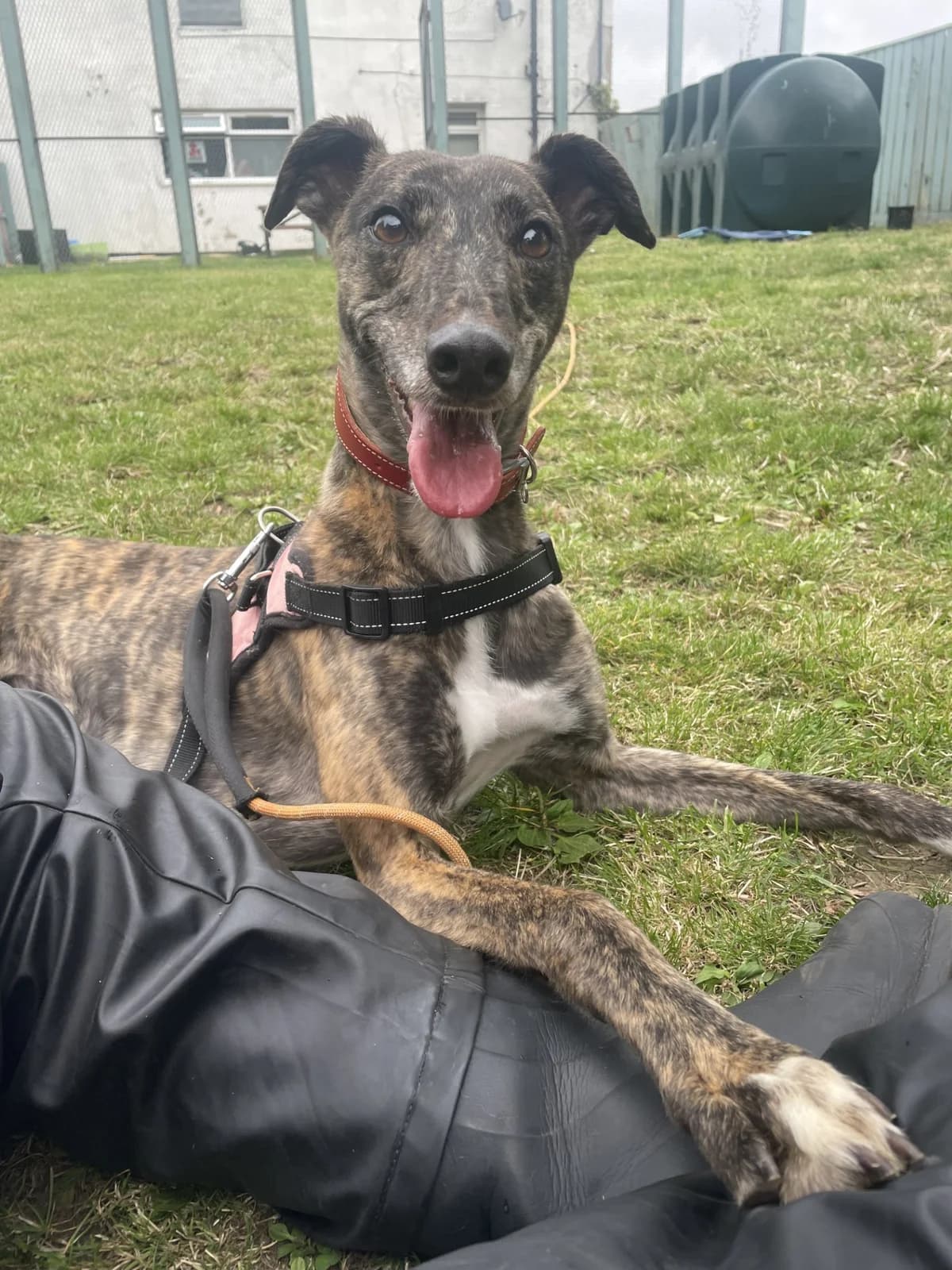 Ophelia, female Mixed Breed for adoption at Durham Dogs and Cats