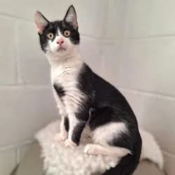 Orlando, male Mixed Breed for adoption at Durham Dogs and Cats