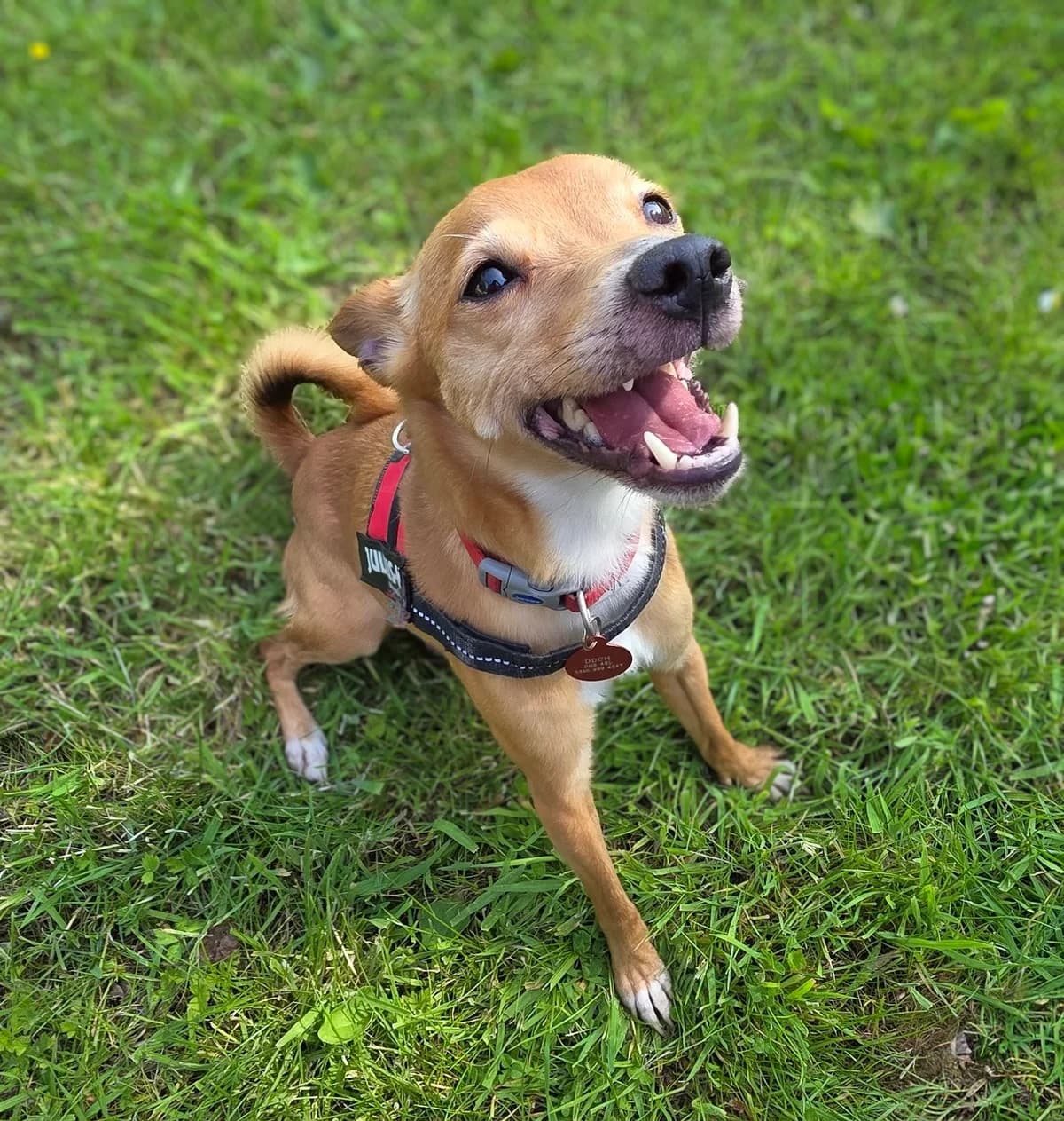 Poe, male Mixed Breed for adoption at Durham Dogs and Cats