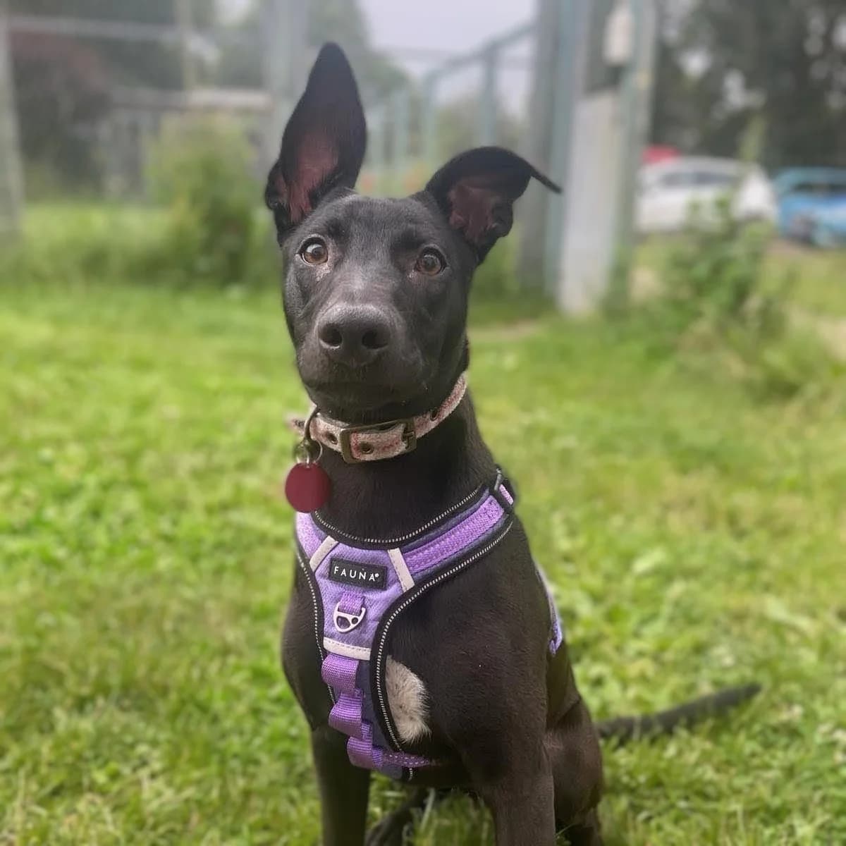Star, female Mixed Breed for adoption at Durham Dogs and Cats
