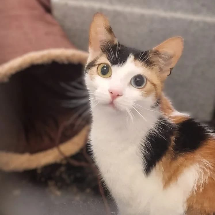 Susie, female Mixed Breed for adoption at Durham Dogs and Cats