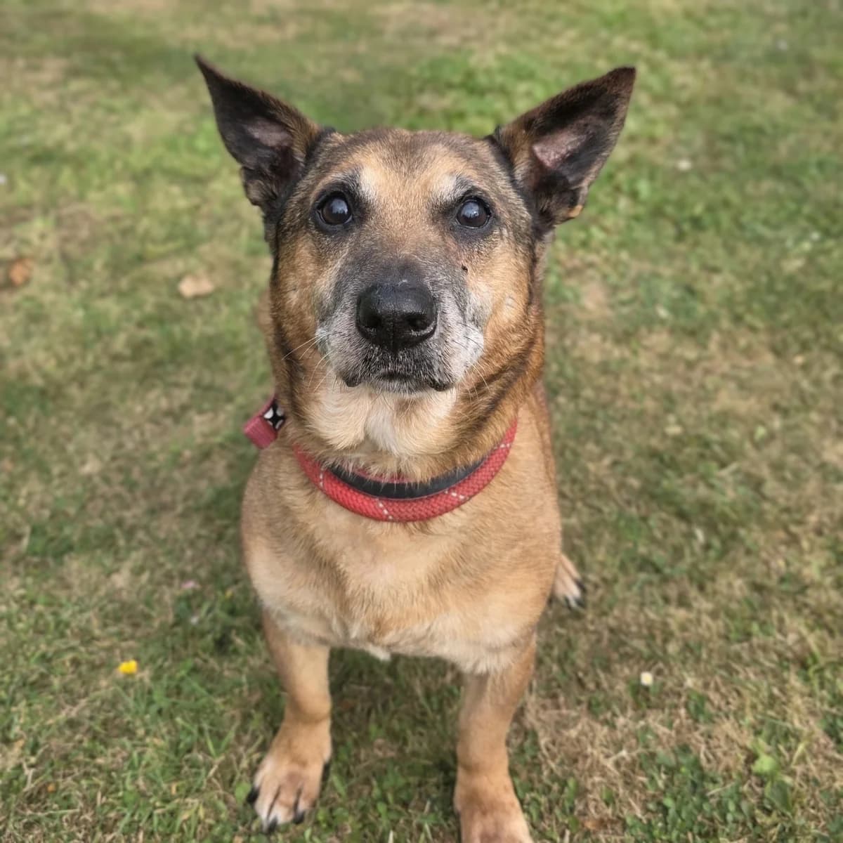 Walter, male Mixed Breed for adoption at Durham Dogs and Cats