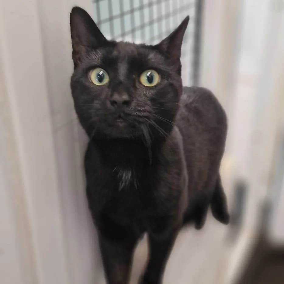 Willow, male Mixed Breed for adoption at Durham Dogs and Cats