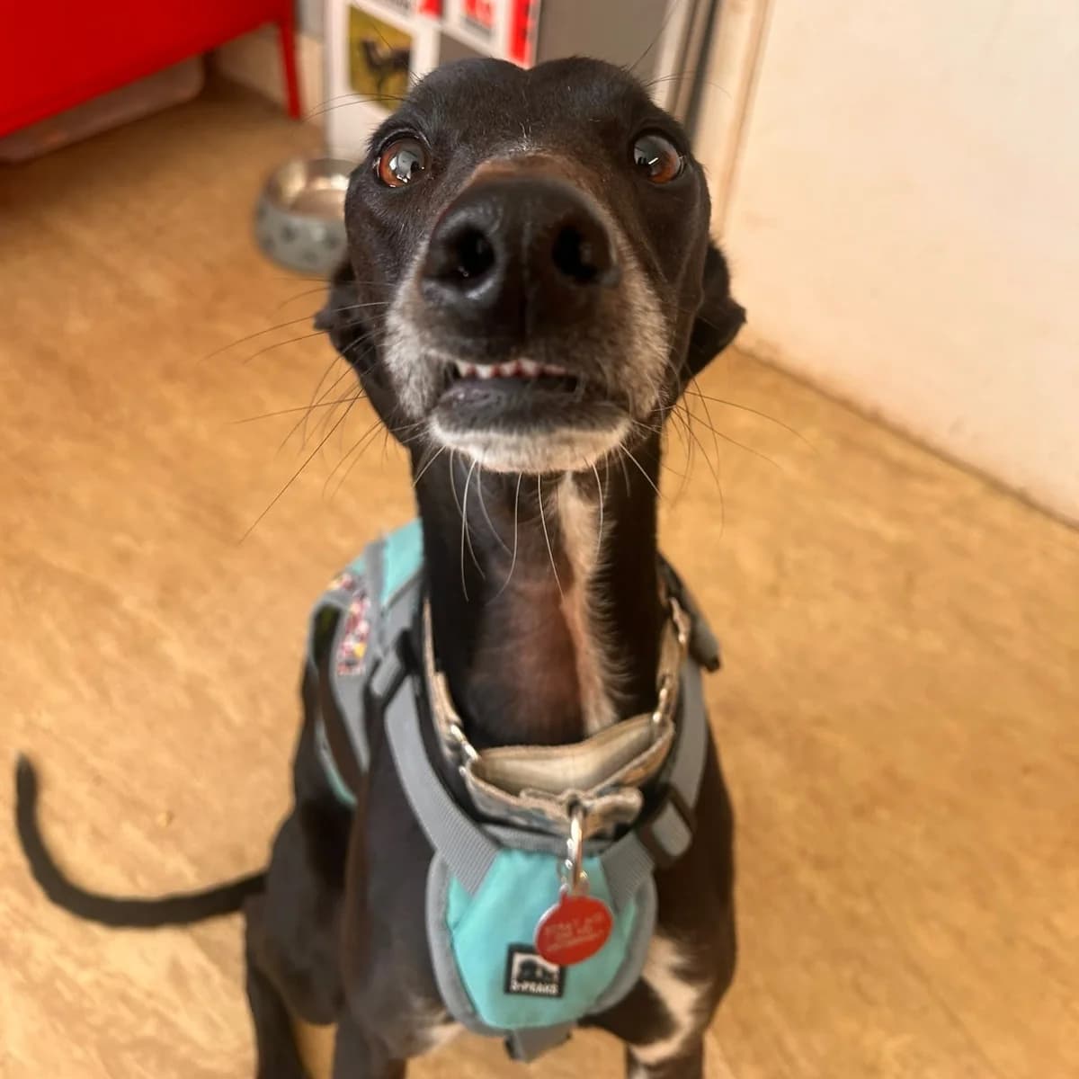 Aurora, female 3yo mixed breed for adoption at Durham Dogs & Cats Home