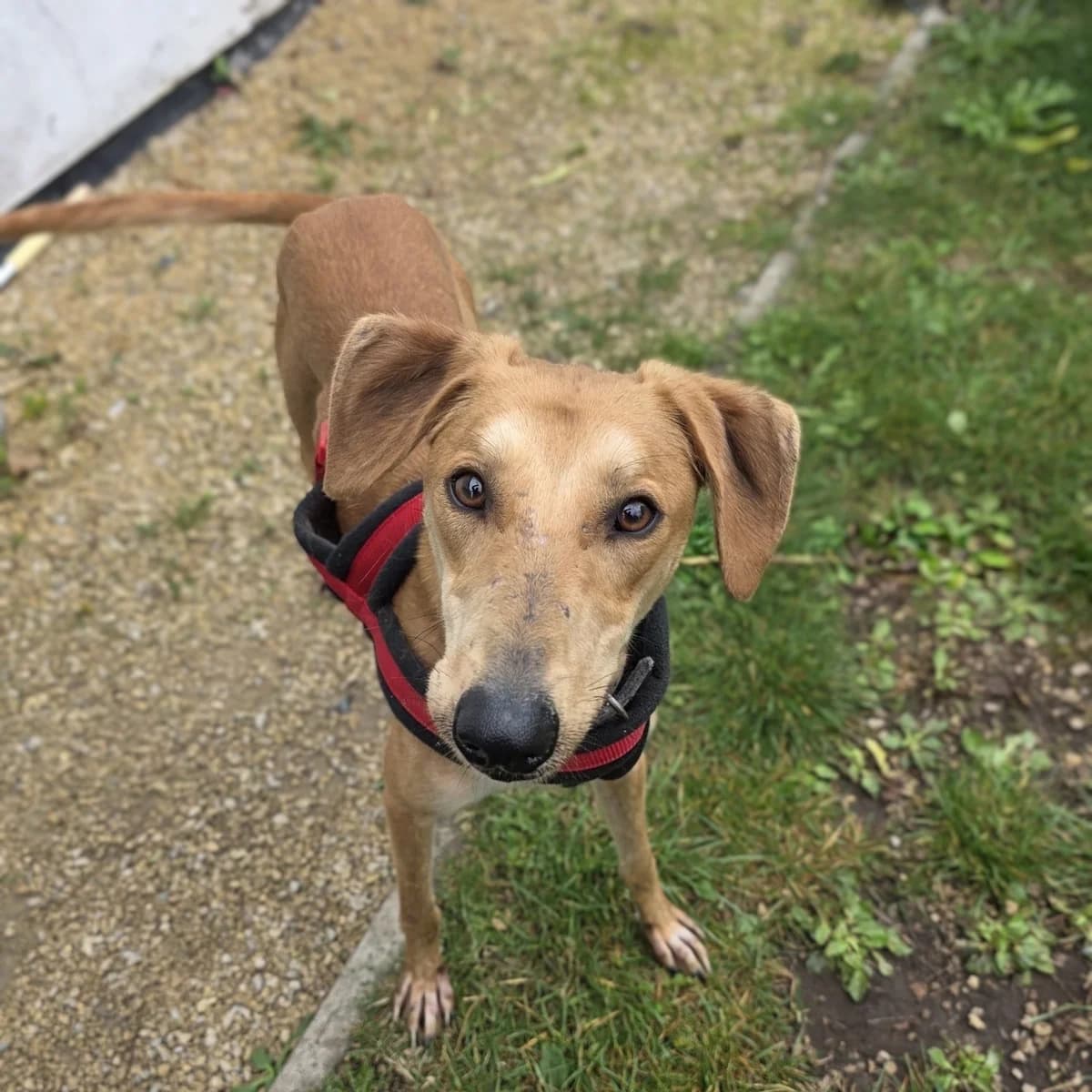 Axel, male young mixed breed for adoption at Durham Dogs & Cats Home