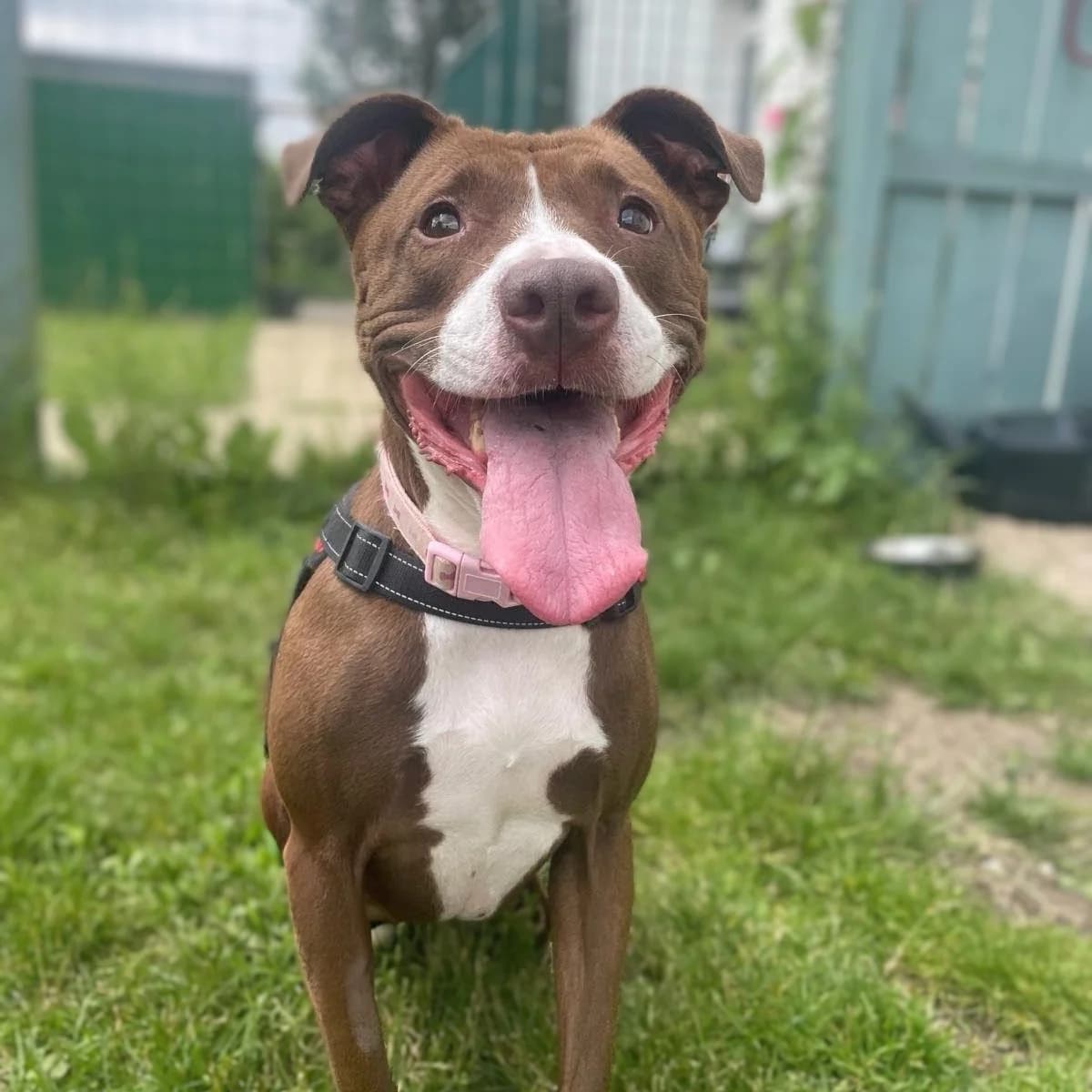 Bonnie, female 3yo Staffordshire Bull Terrier for adoption at Durham Dogs & Cats Home
