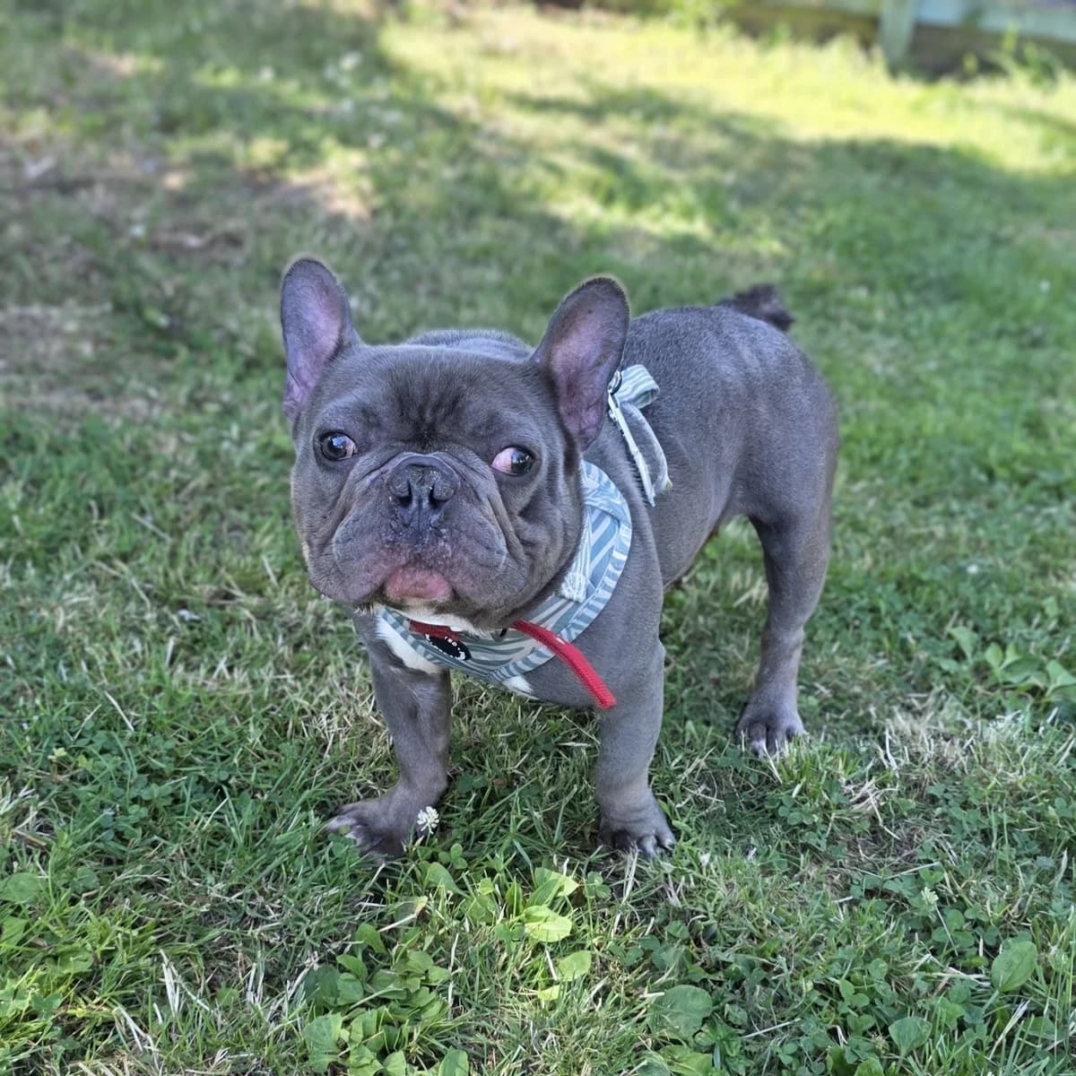 Bugsy, male young English Bulldog for adoption at Durham Dogs & Cats Home