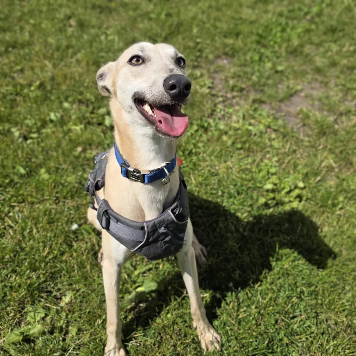 Butterscotch, male young mixed breed for adoption at Durham Dogs & Cats Home