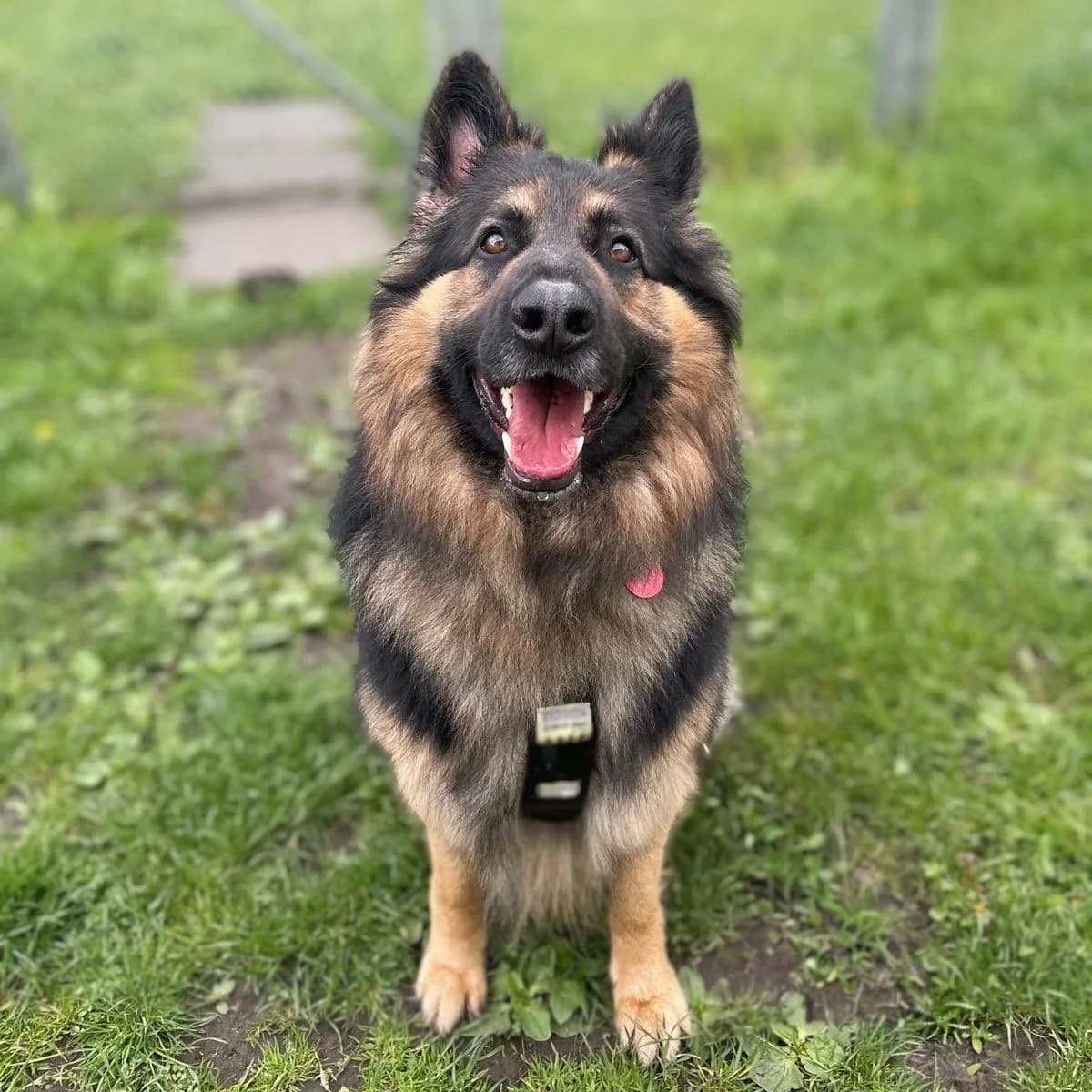 Cain, male 3yo mixed breed for adoption at Durham Dogs & Cats Home