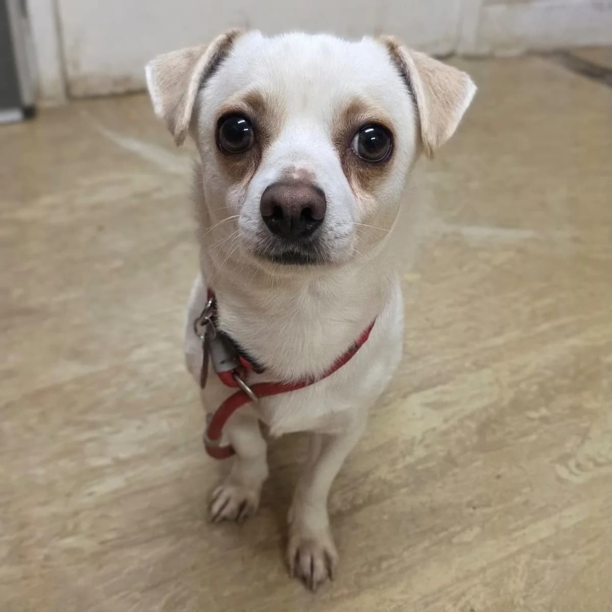 Chico, male young Chihuahua for adoption at Durham Dogs & Cats Home