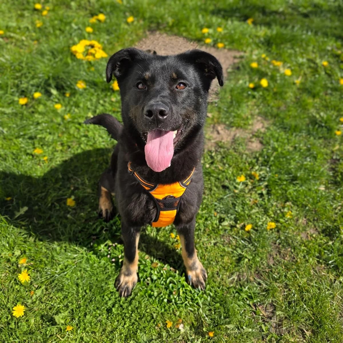 Chloe, female young mixed breed for adoption at Durham Dogs & Cats Home