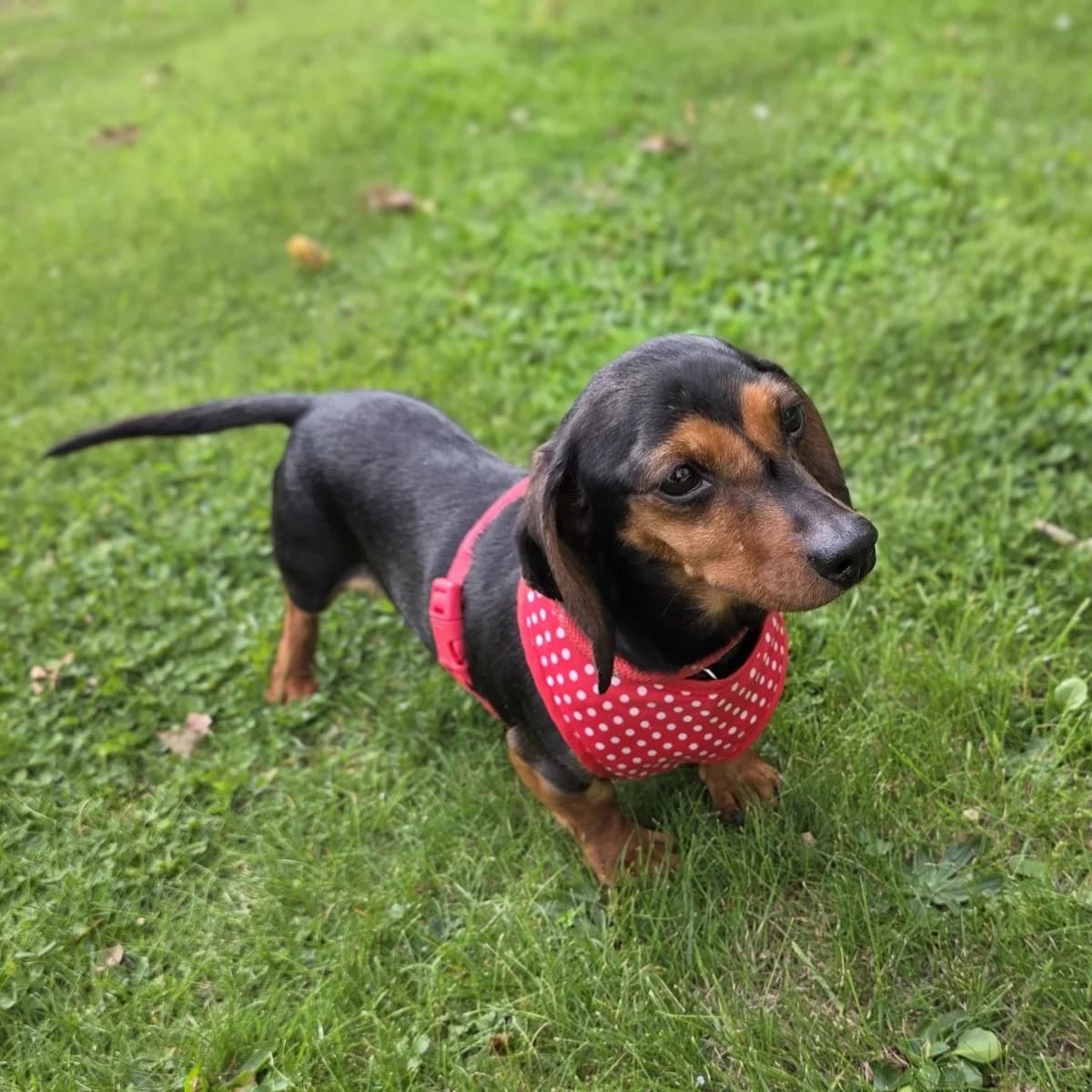 Daphne, female senior mixed breed for adoption at Durham Dogs & Cats Home