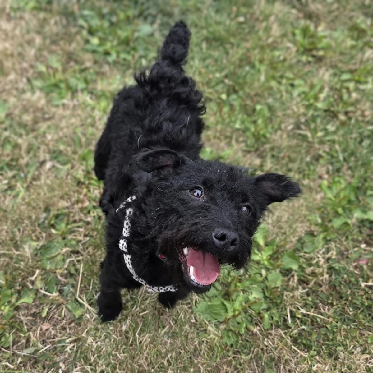 Dixie, female young mixed breed for adoption at Durham Dogs & Cats Home