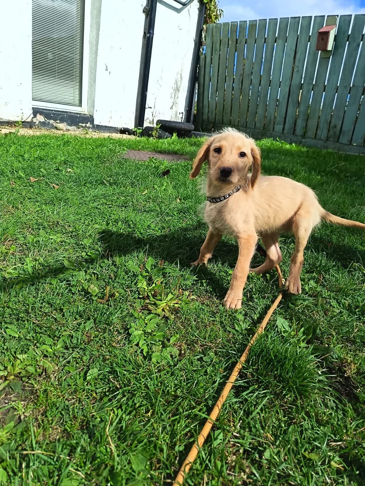 Dory, female puppy Labradoodle for adoption at Durham Dogs & Cats Home