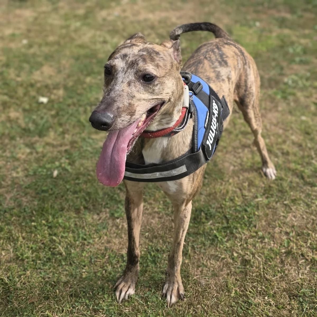 Dotty, female 4yo mixed breed for adoption at Durham Dogs & Cats Home