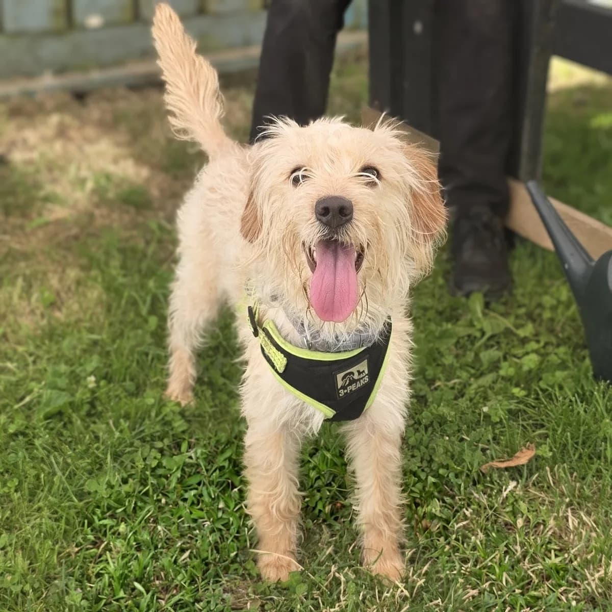 Edina, female young mixed breed for adoption at Durham Dogs & Cats Home