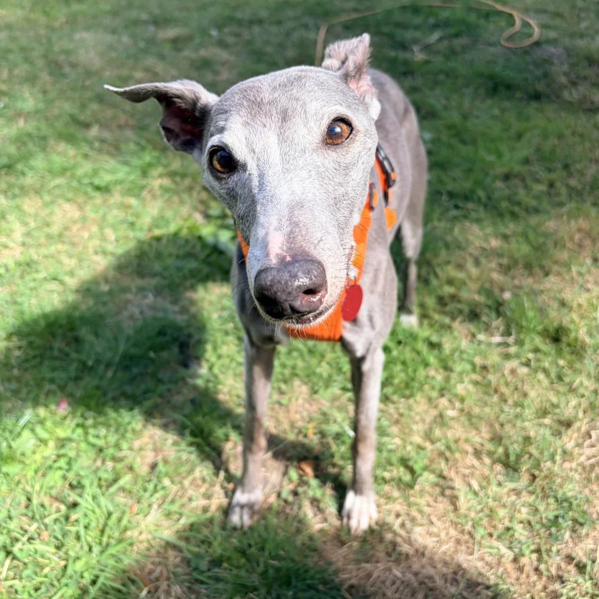 Elsie, female senior Whippet for adoption at Durham Dogs & Cats Home