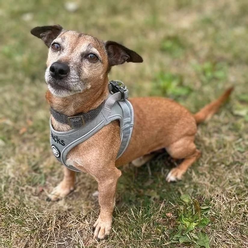 Ernie, male senior Jack Russell Terrier for adoption at Durham Dogs & Cats Home