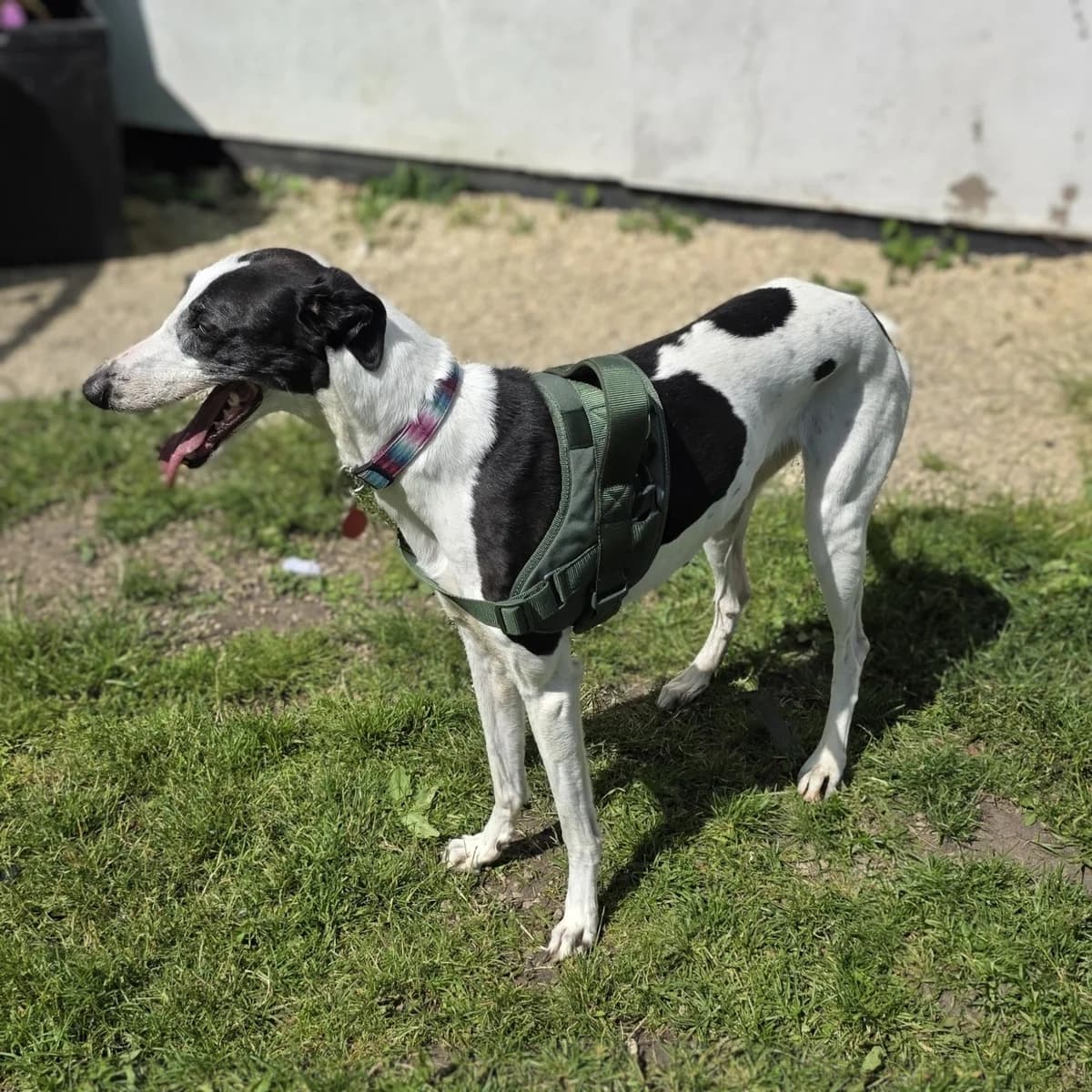 Esme, female 5yo Greyhound for adoption at Durham Dogs & Cats Home
