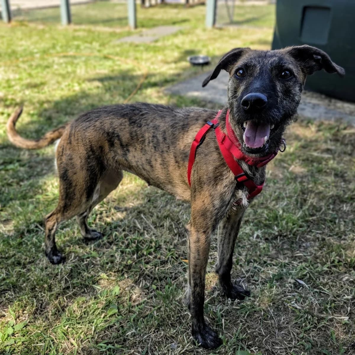 Flo, female 5yo mixed breed for adoption at Durham Dogs & Cats Home