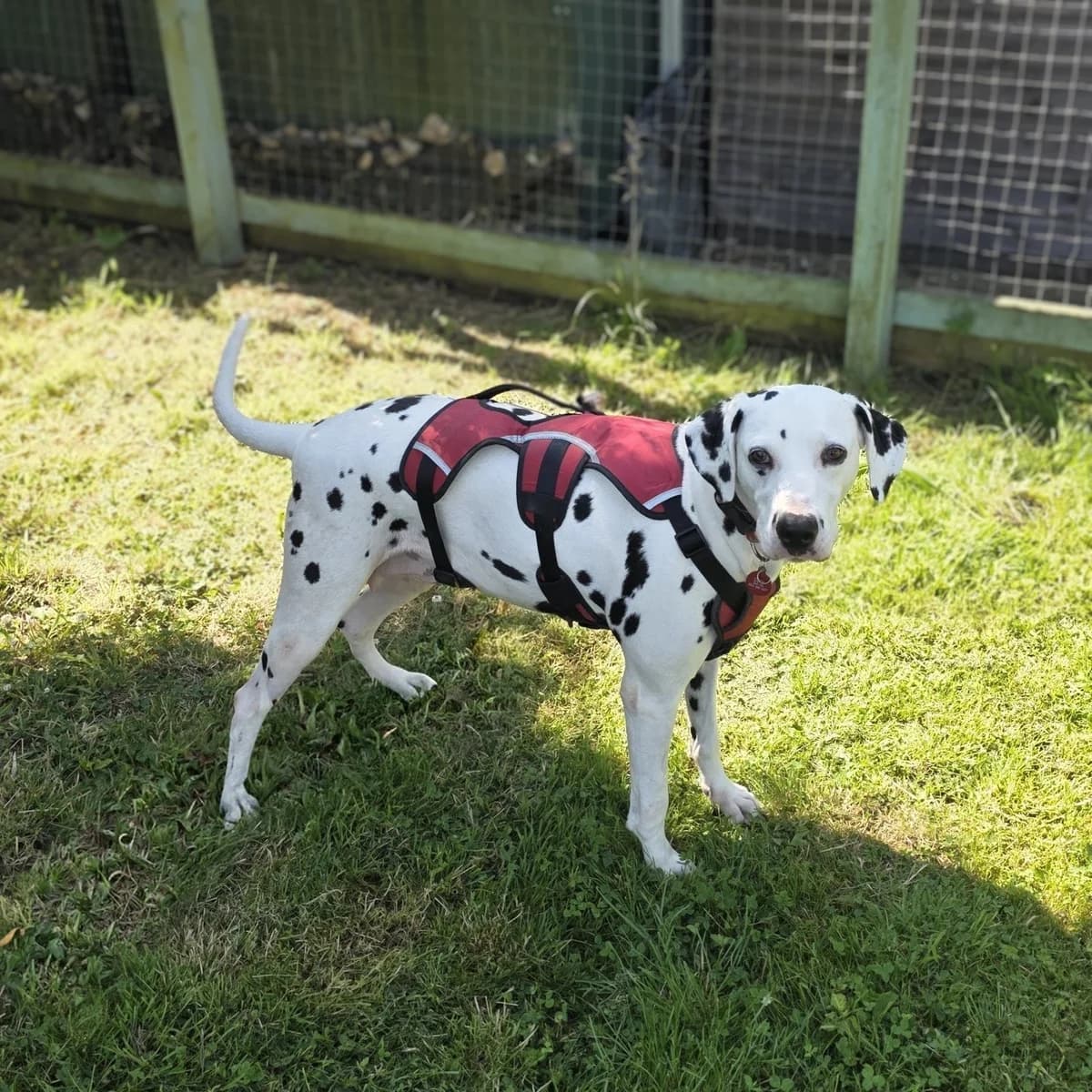 Freckle, female 6yo Dalmatian for adoption at Durham Dogs & Cats Home
