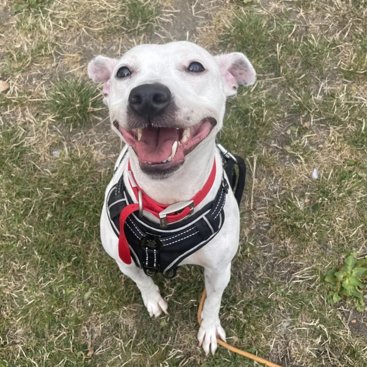 Freya, female 3yo Staffordshire Bull Terrier for adoption at Durham Dogs & Cats Home