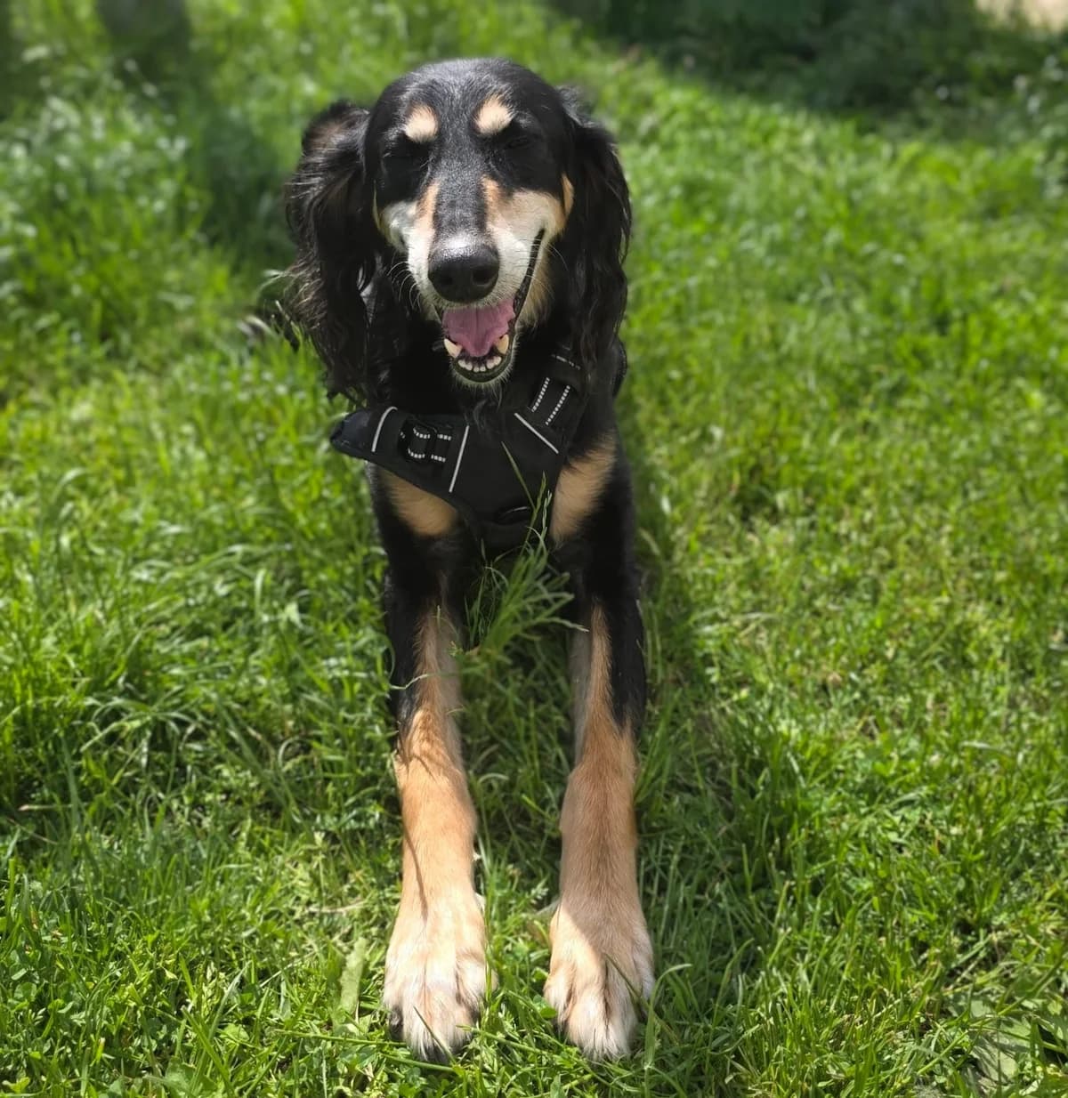 Garri, male 3yo mixed breed for adoption at Durham Dogs & Cats Home