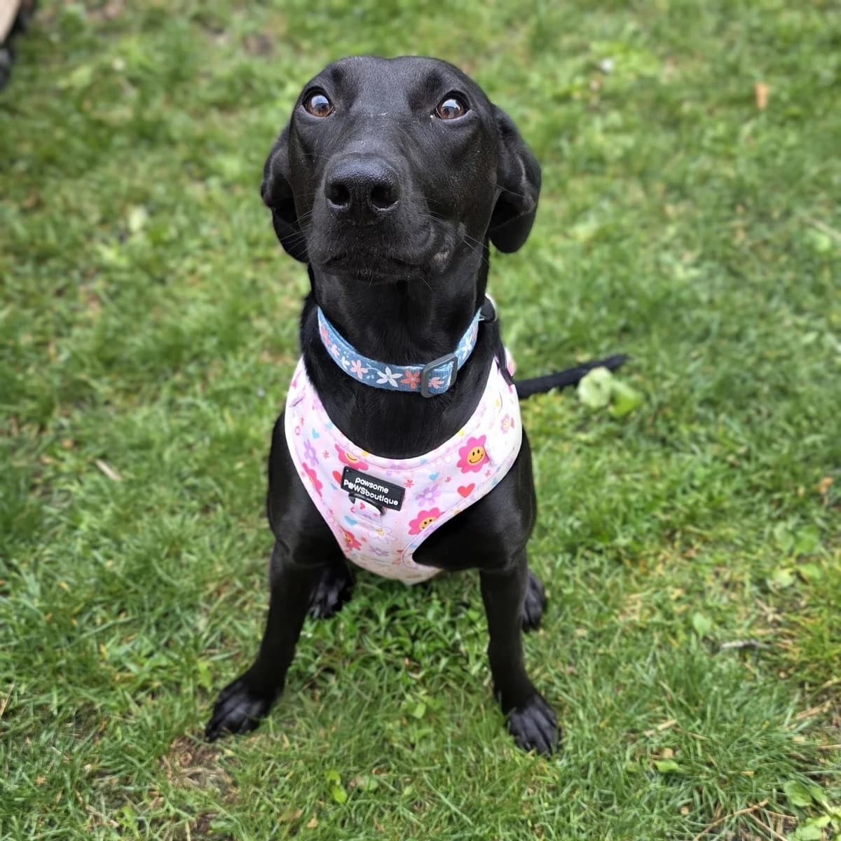 Ginny, female young mixed breed for adoption at Durham Dogs & Cats Home