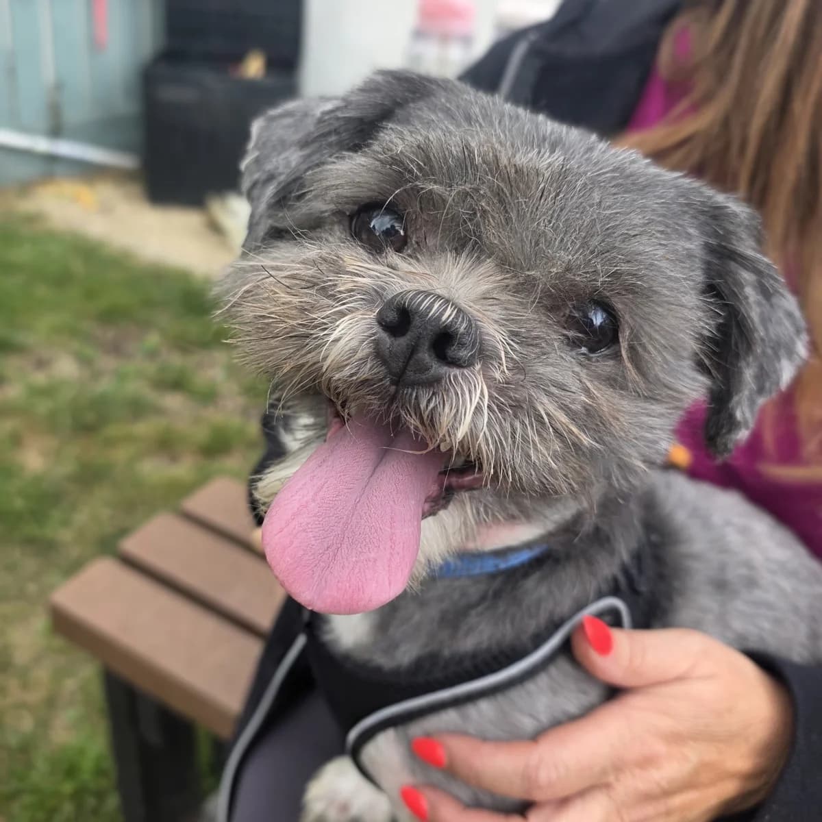 Henry, male senior Shih Tzu for adoption at Durham Dogs & Cats Home